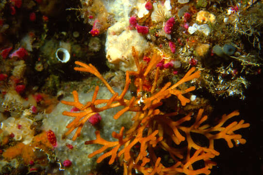 Imagem de Alcyonium coralloides (Pallas 1766)