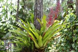 Image of Aechmea rubrolilacina Leme