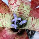 Image of Neoregelia rubrovittata Leme