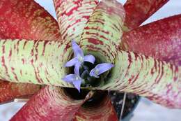 Image of Neoregelia rubrovittata Leme