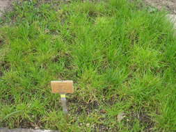 Image of Crested dogstail grass