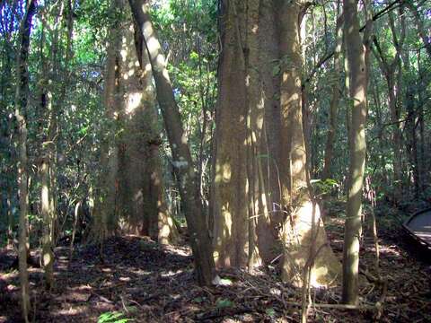 Image of Dendrocnide excelsa (Wedd.) Chew