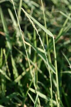 Imagem de Eriochloa contracta Hitchc.