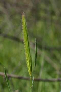 Image of meadow barley