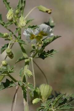 Plancia ëd Physalis acutifolia (Miers) Sandwith