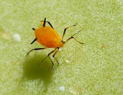 Image of Aphid