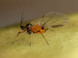 Image of Aphid