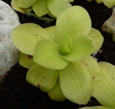 Image de Pinguicula gigantea H. Luhrs