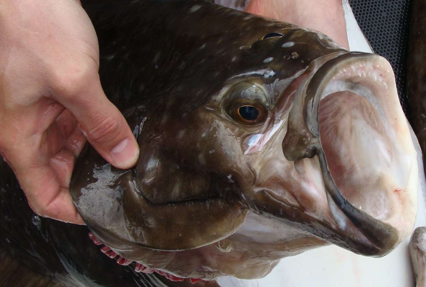 Image of Black rockfish
