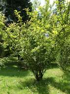 Image of Cathay Quince