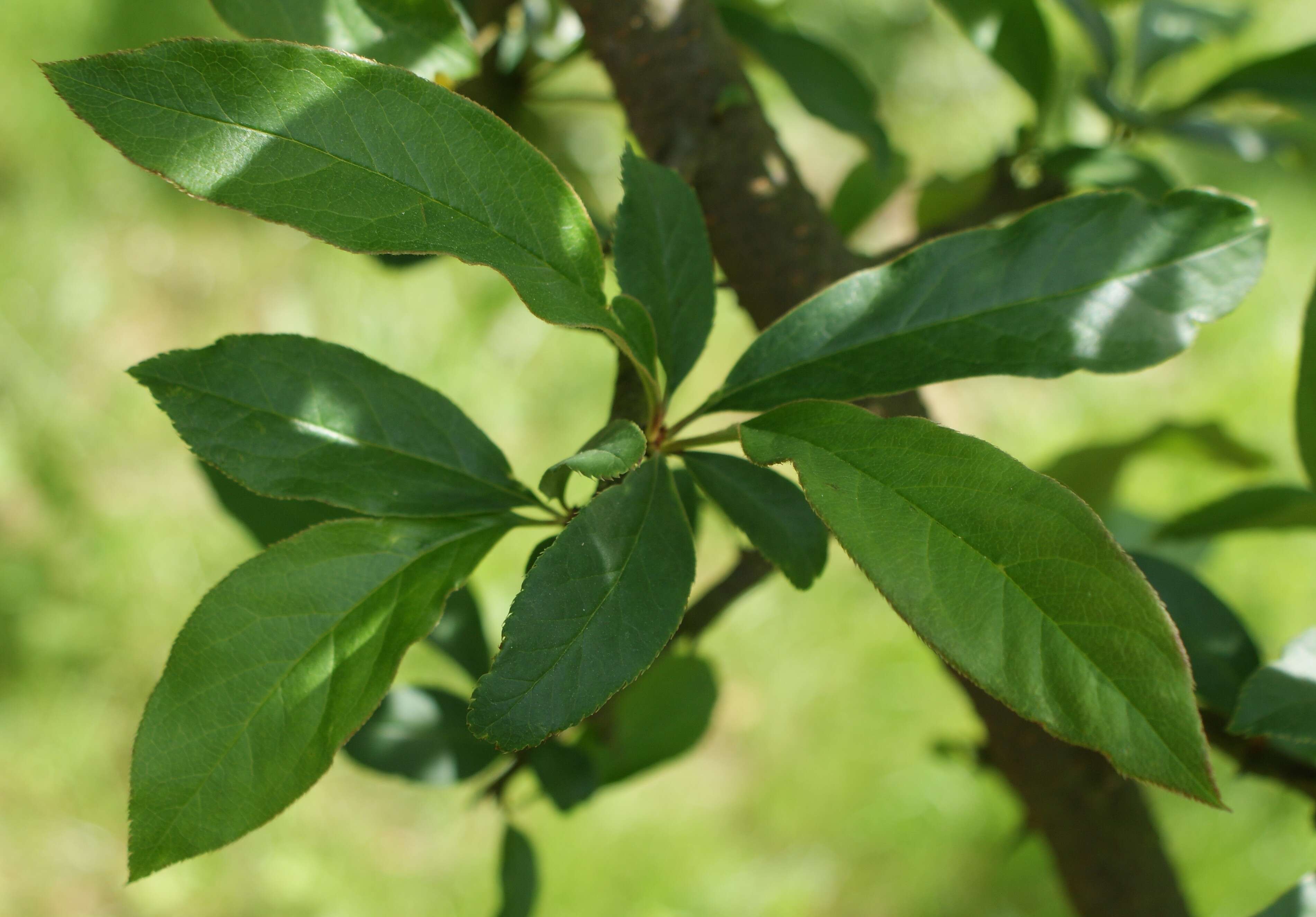 Image of Cathay quince