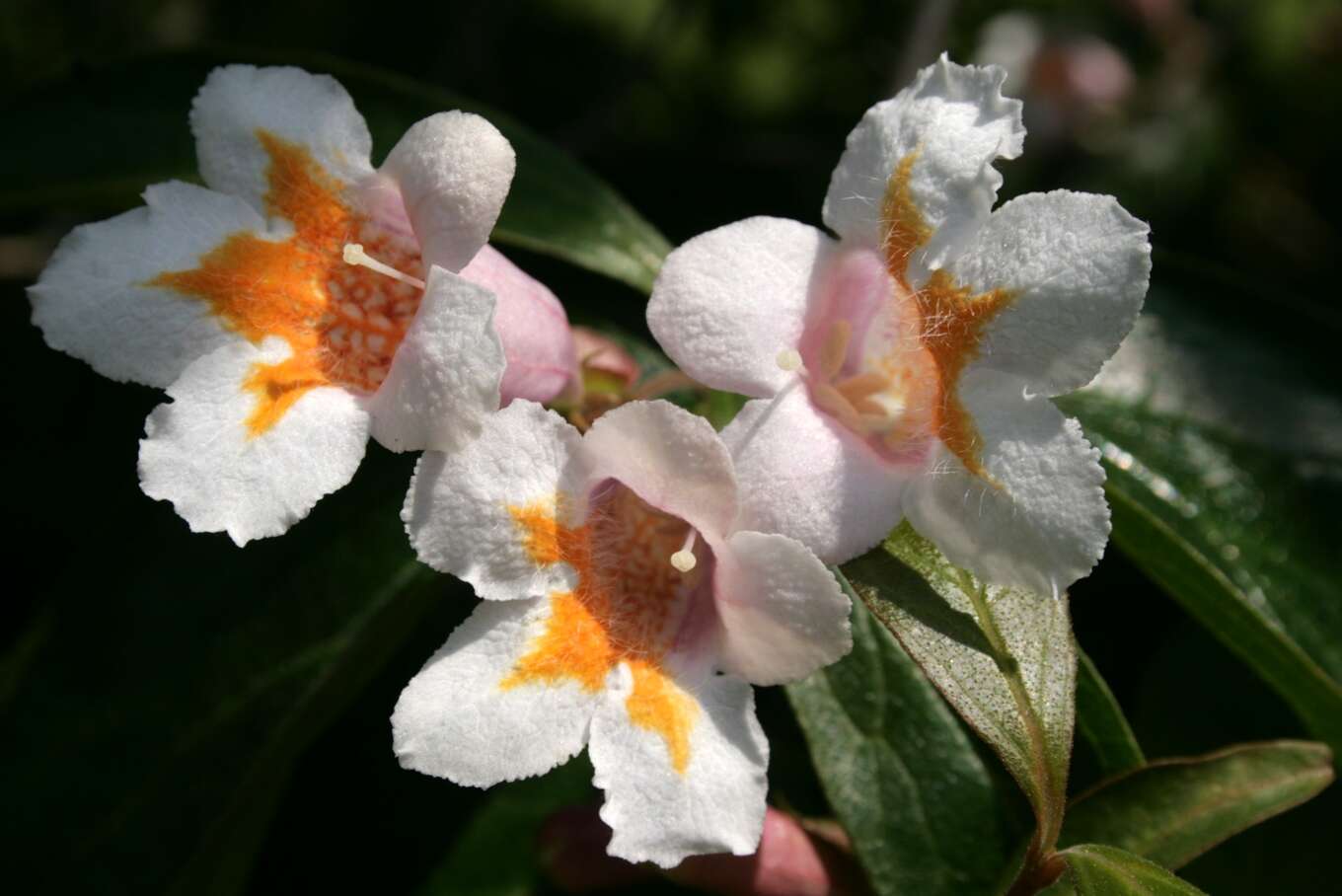 Imagem de Dipelta floribunda Maxim.