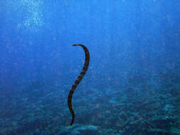 Image of Flat-tail Sea Snake