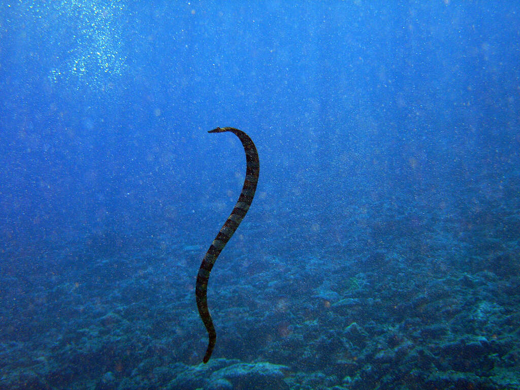 Image of Flat-tail Sea Snake