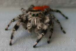 صورة Phidippus adumbratus Gertsch 1934