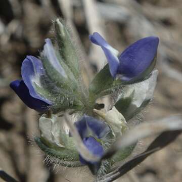 Image of King's Lupine