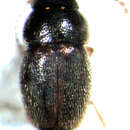 Image of Ptiliodes