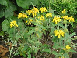 Image of Phlomis russeliana (Sims) Lag. ex Benth.