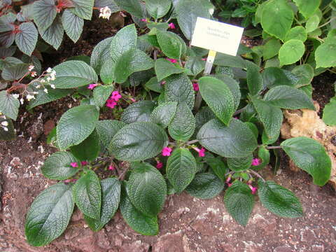 Image of Chrysothemis melittifolia