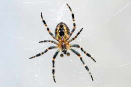 Image of Barn orb-weaver