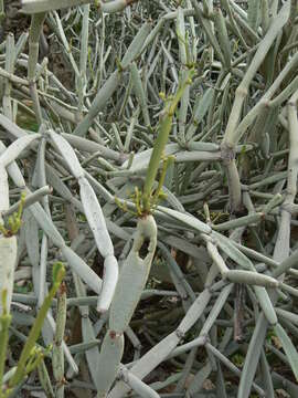 Image de Cissus subaphylla (I. B. Balf.) Planch.