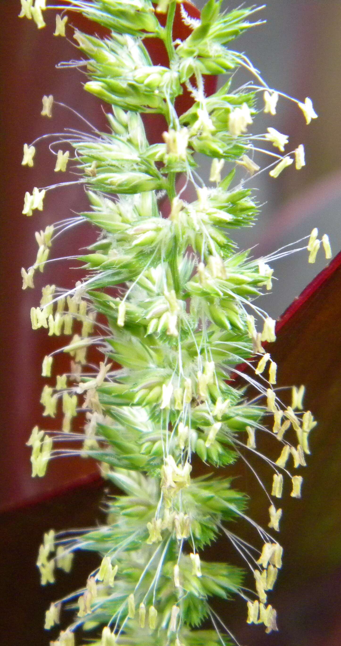 Image of Crested dogstail grass