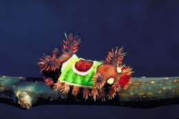 Image of Acharia stimulea