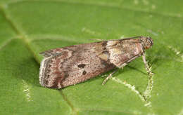 Acrobasis consociella Hübner resmi