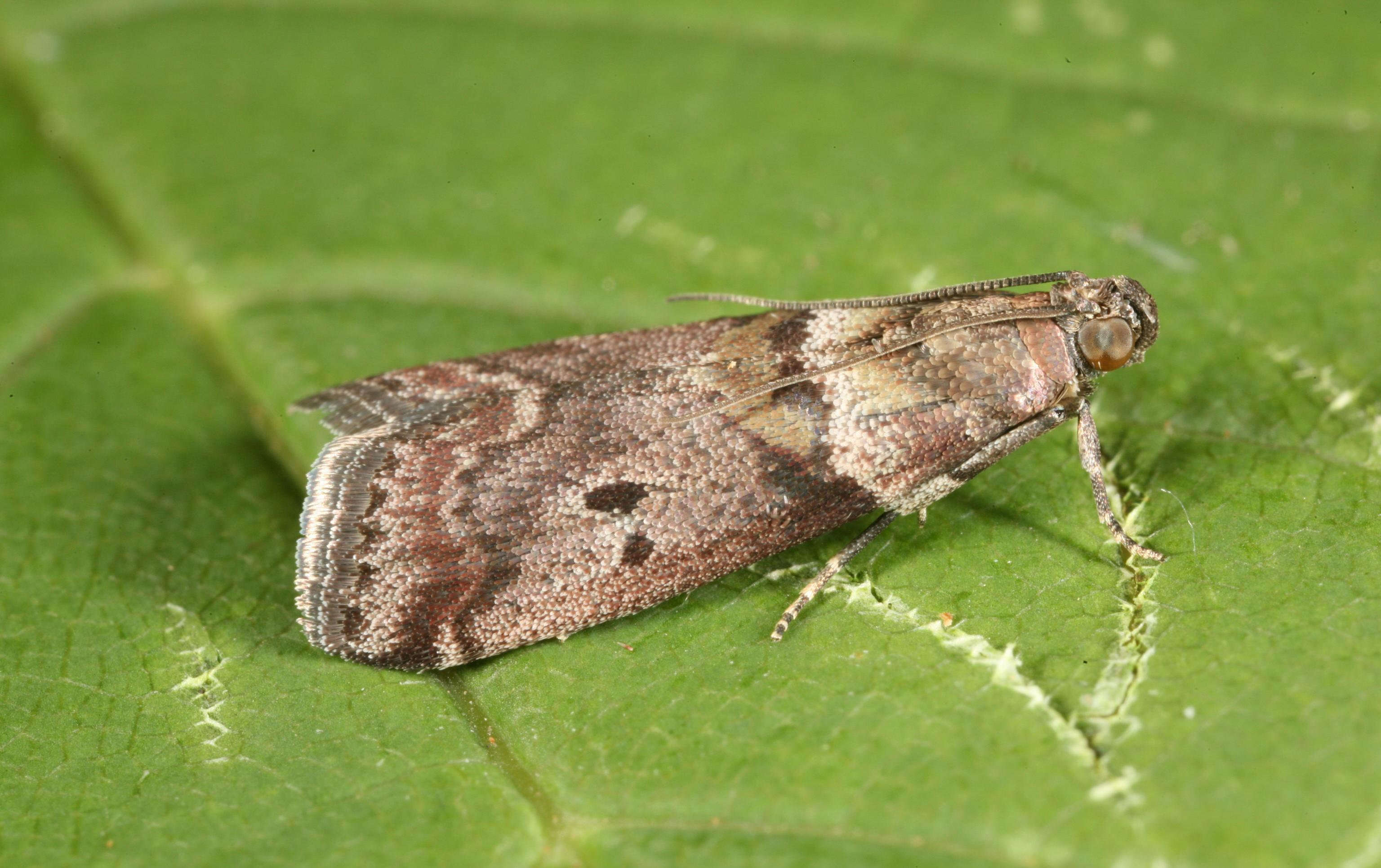 Acrobasis consociella Hübner resmi