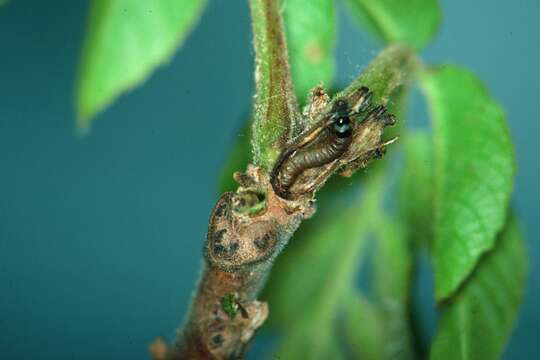 Image of Walnut Shoot Moth