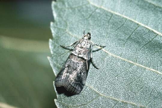 Image of pecan leaf casebearer