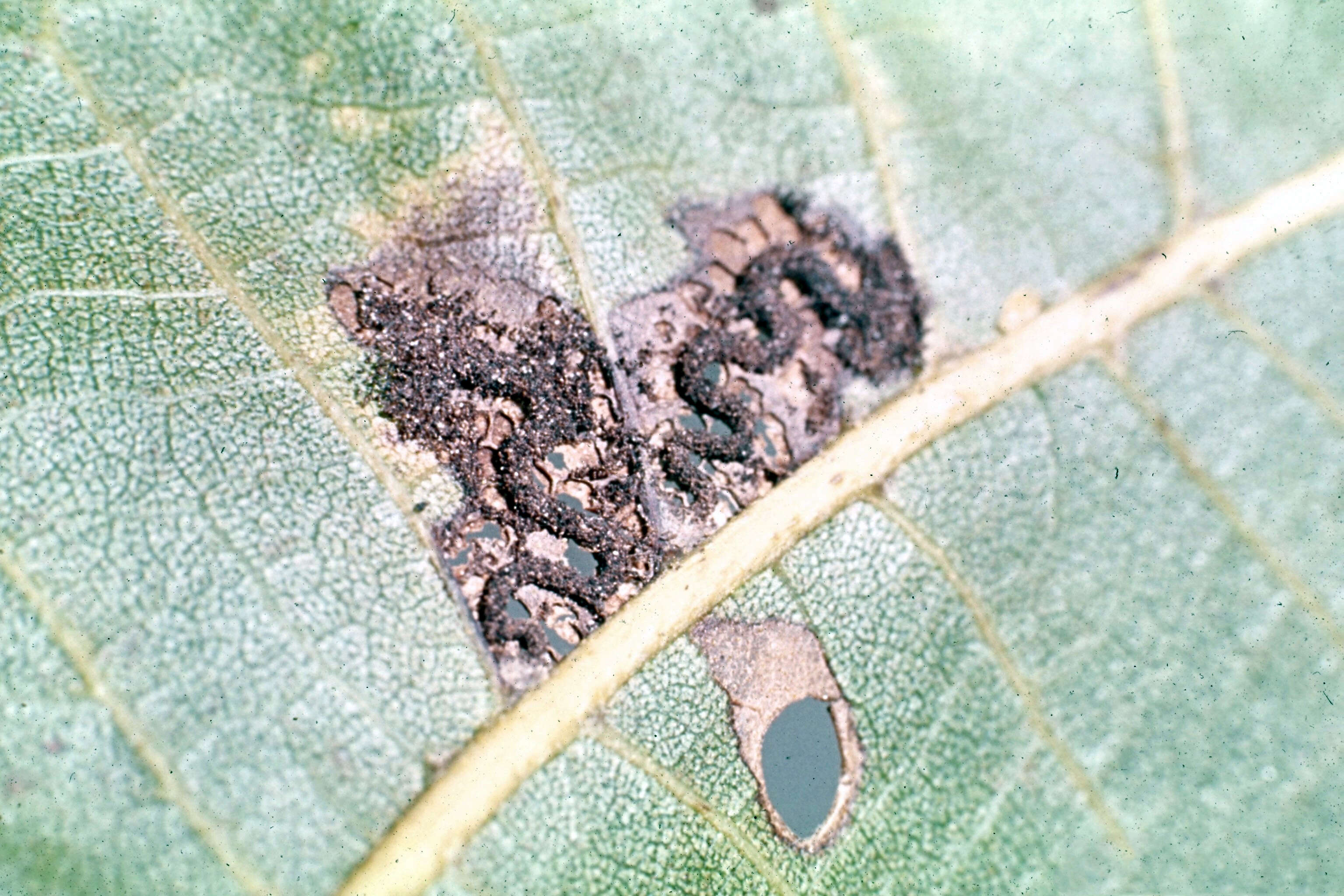 Image of pecan leaf casebearer