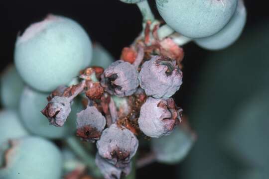 Image of Cranberry Fruitworm