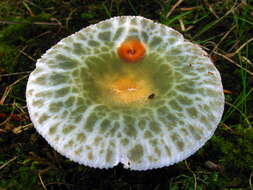 Imagem de Russula crustosa