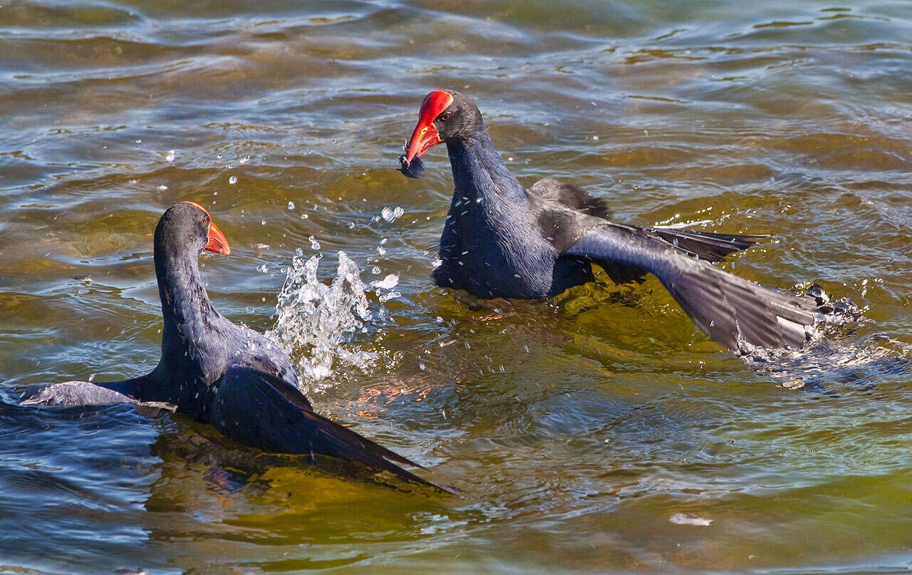 Image of Australasian Swamphen