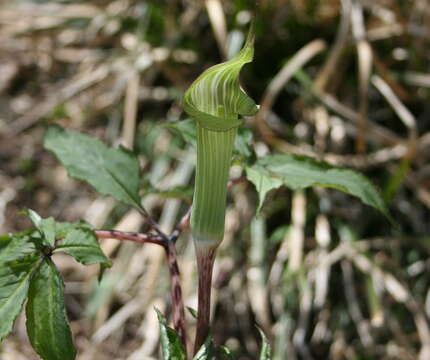 Image of Arisaema serratum (Thunb.) Schott