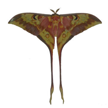 Image of Actias keralana