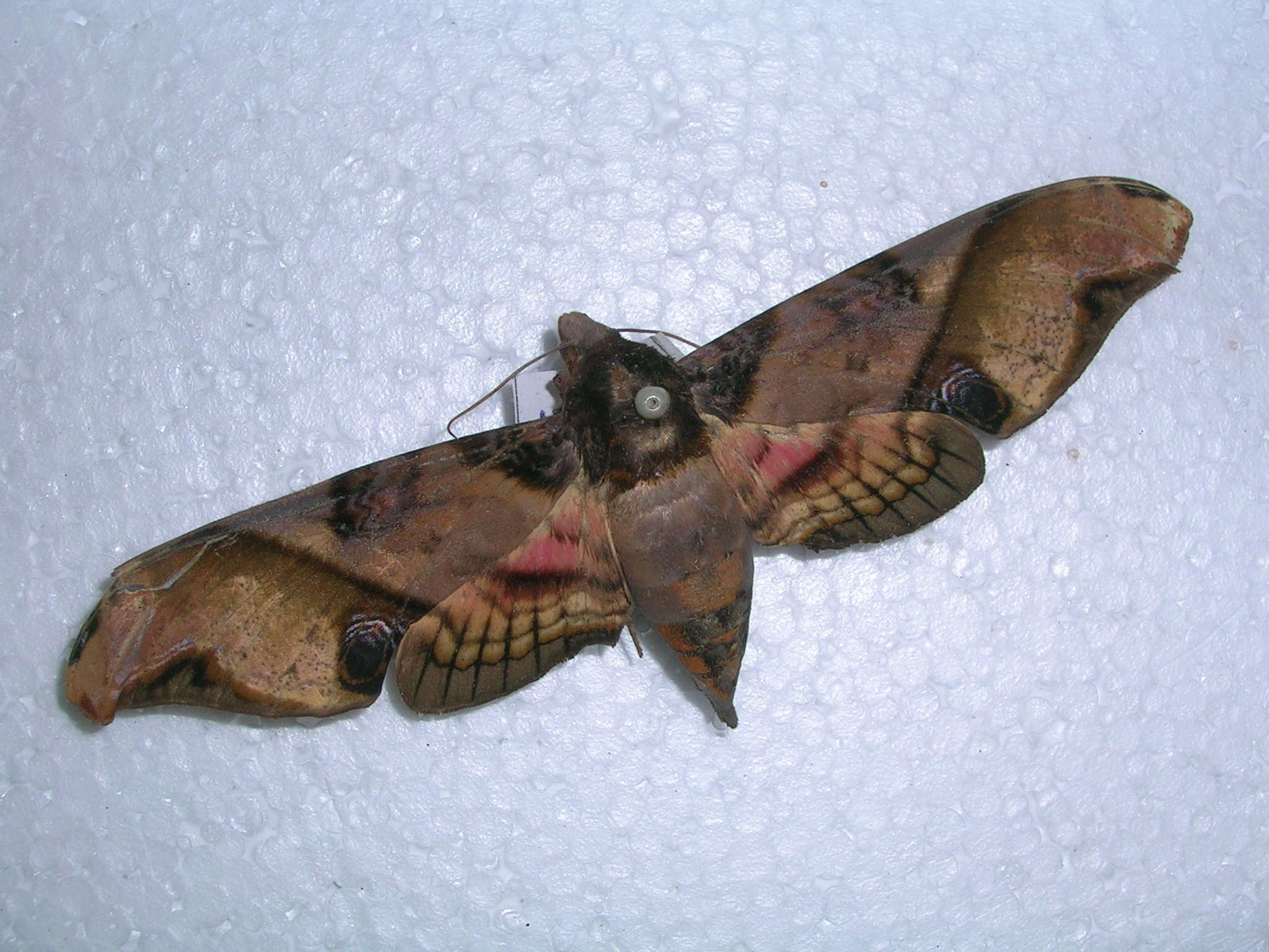 Image of mango hawkmoth