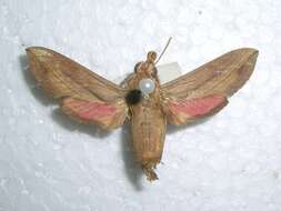 Image of Vine hawk moth