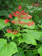 Imagem de Clerodendrum paniculatum L.