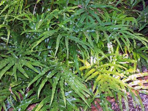 Imagem de Pteris umbrosa R. Br.