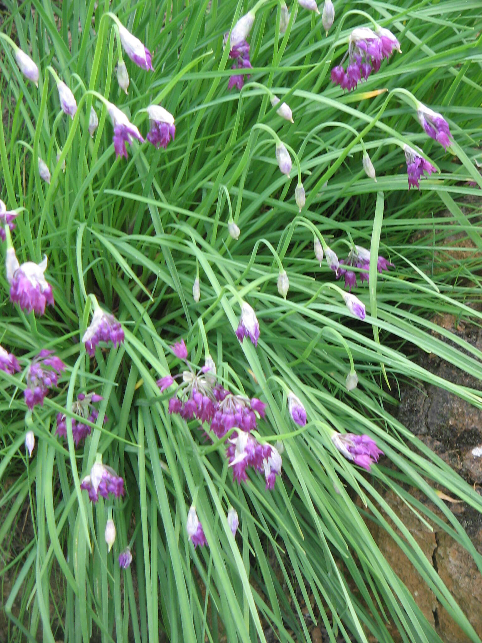 Image of Allium cyathophorum Bureau & Franch.