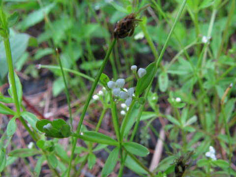 Image of three-petal bedstraw