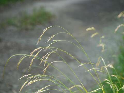 Plancia ëd Festuca parvigluma Steud.