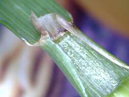 Image of Crested dogstail grass