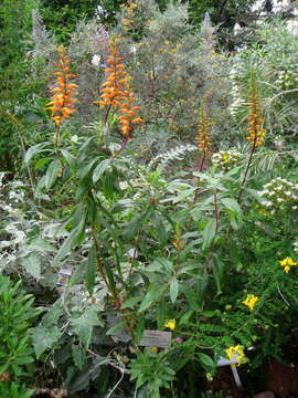 Imagem de Digitalis canariensis L.