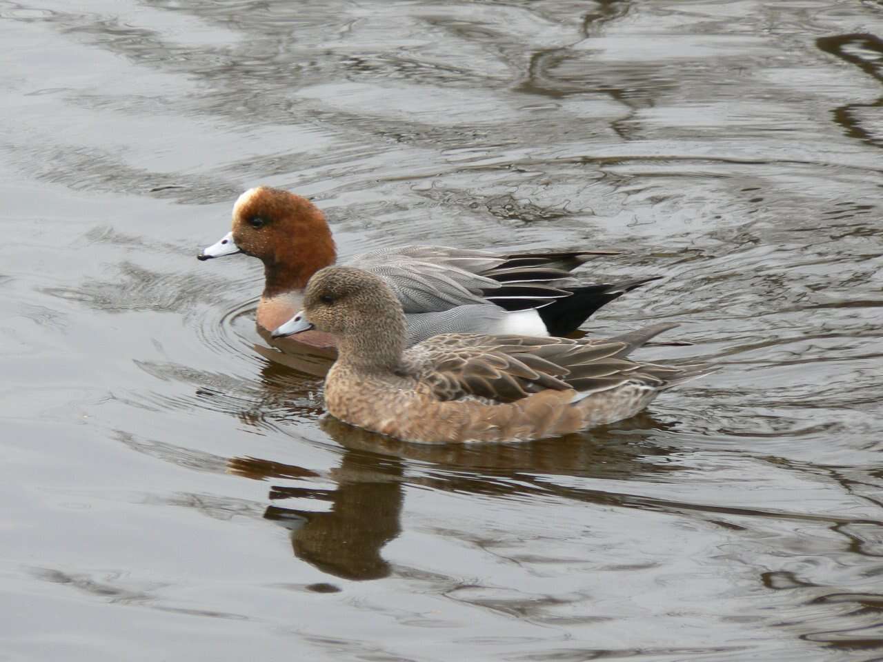 Image of Eurasian Wigeon