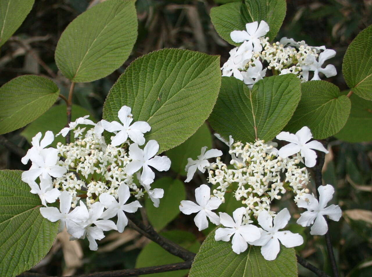 Image de Viburnum furcatum Bl. ex Hook. fil. & Thoms.