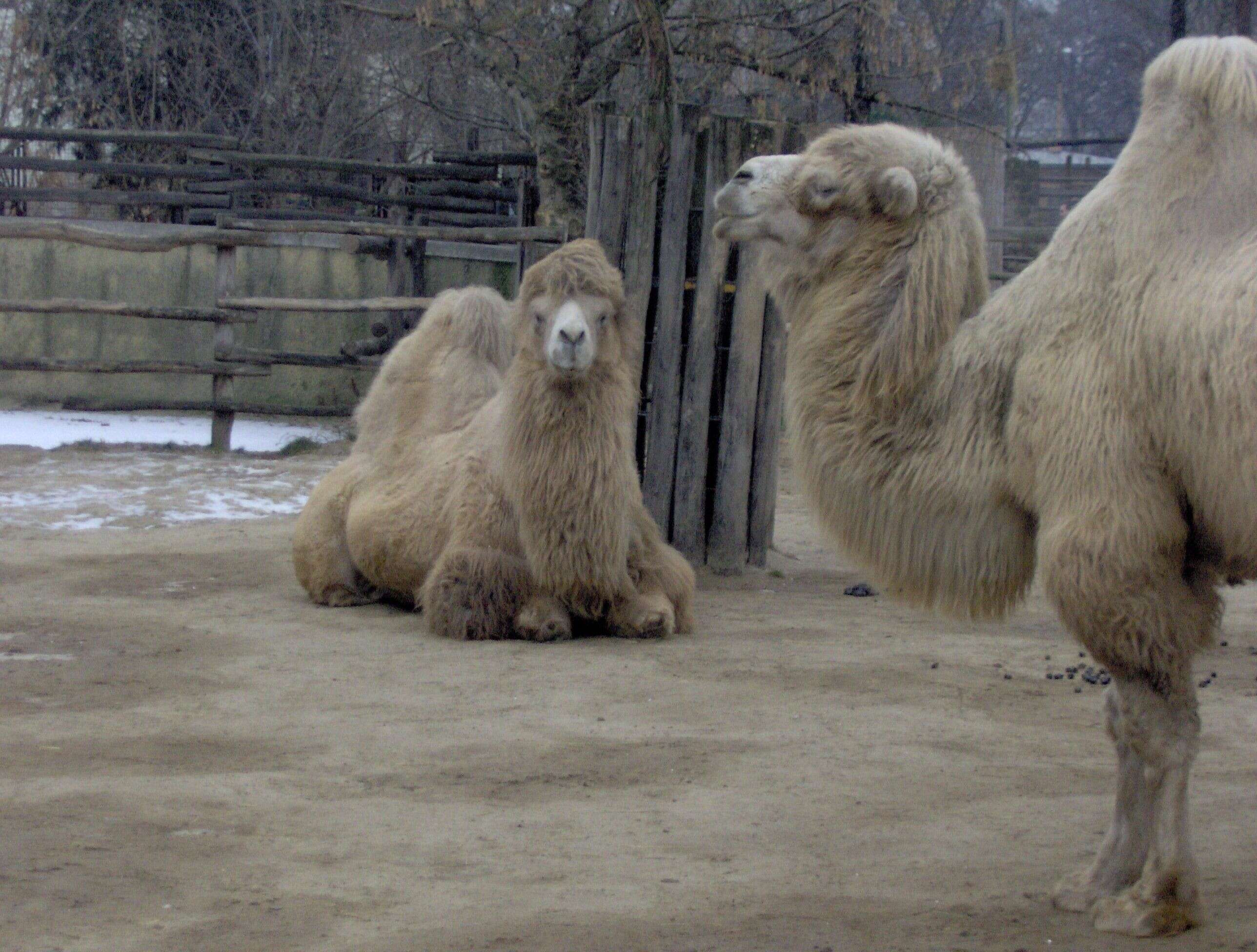 Image of Bactrian camel