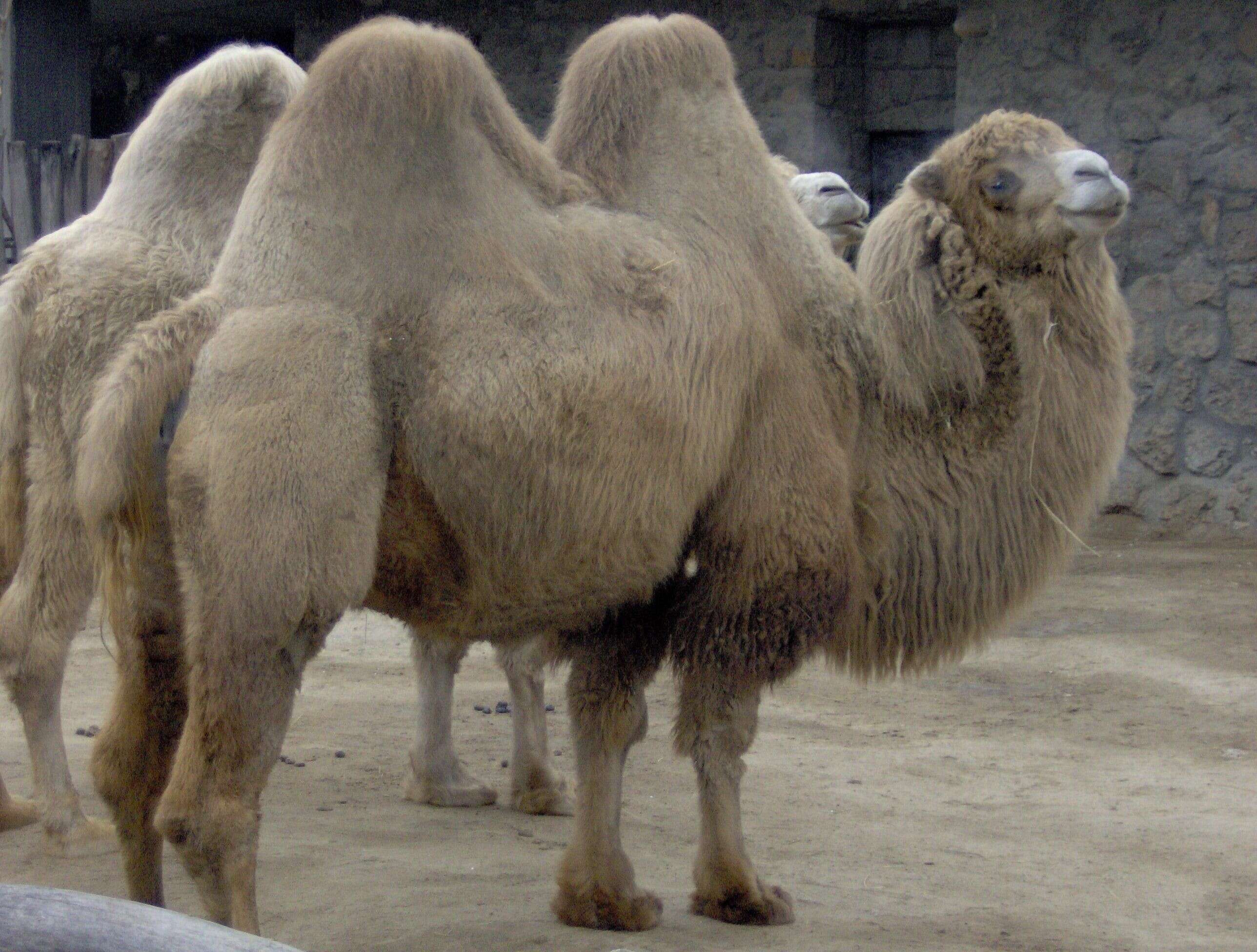 Image of Bactrian camel